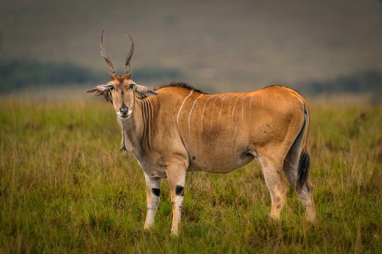 104 Masai Mara, elandantilope.jpg